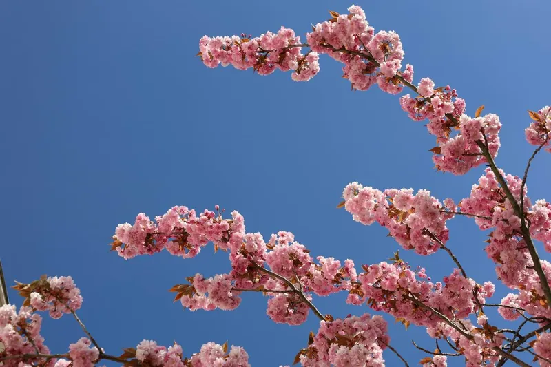 Ein Blütenbaum vor blauem Himmel.